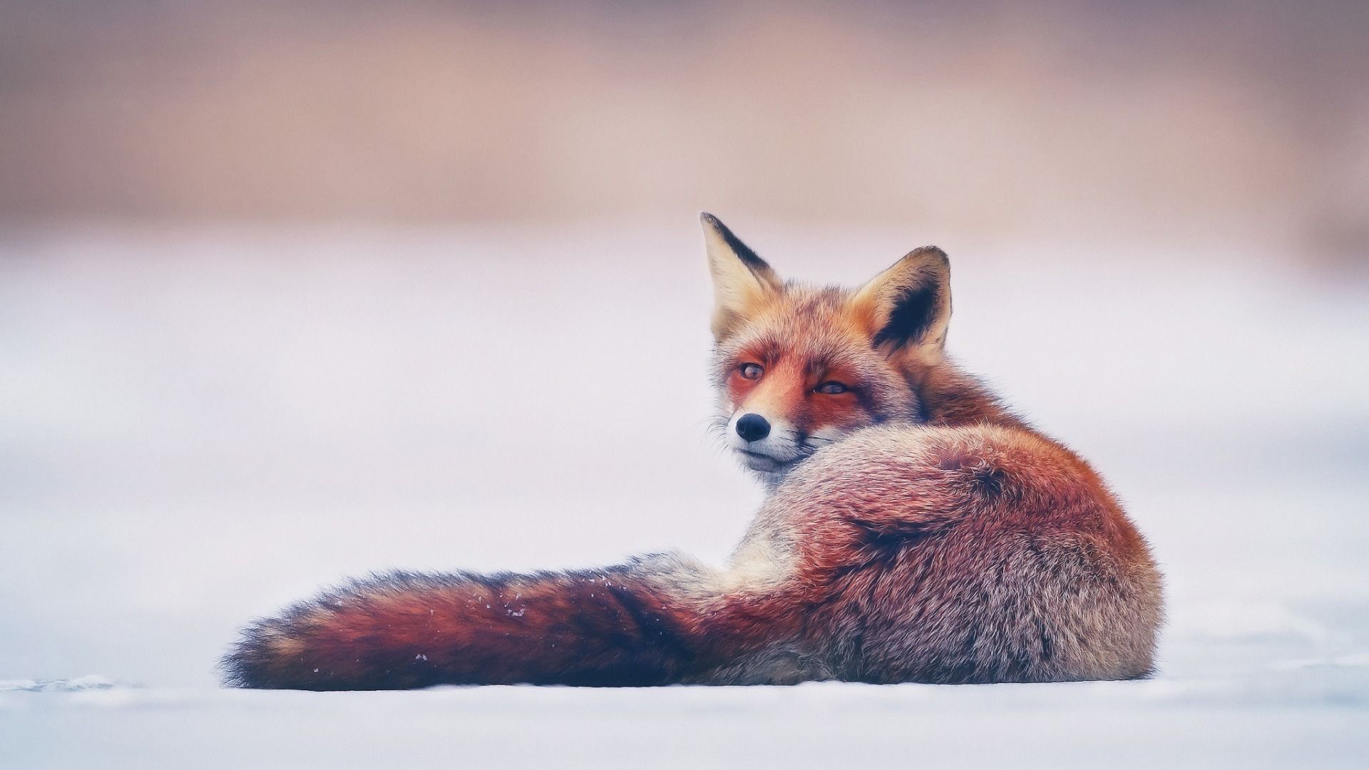 Volpe rossa sdraiata sulla neve, 1920x1080 Full HD 1080p, Laptop
