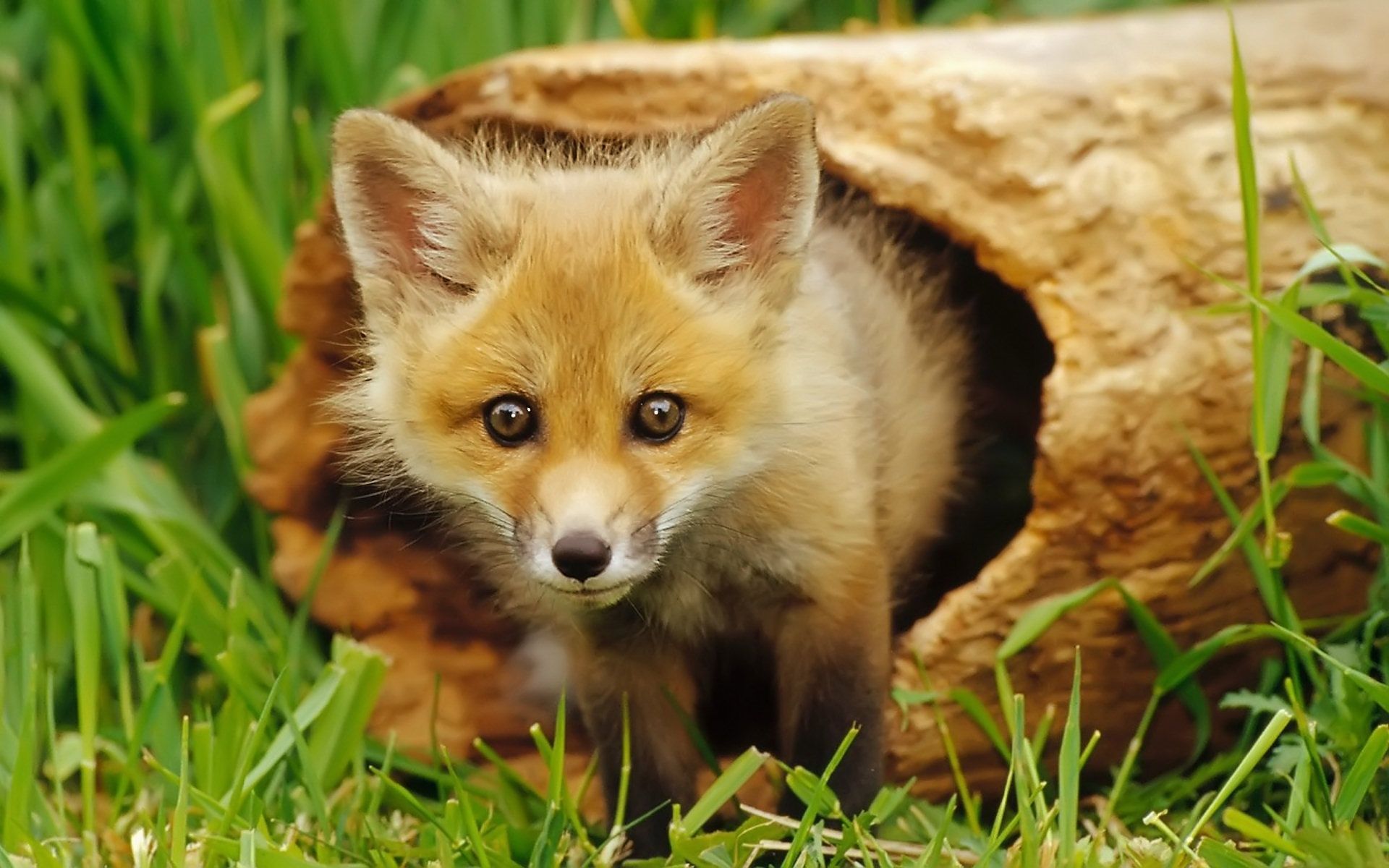 Cucciolo di volpe rossa, 1920x1200 Full HD+, Desktop