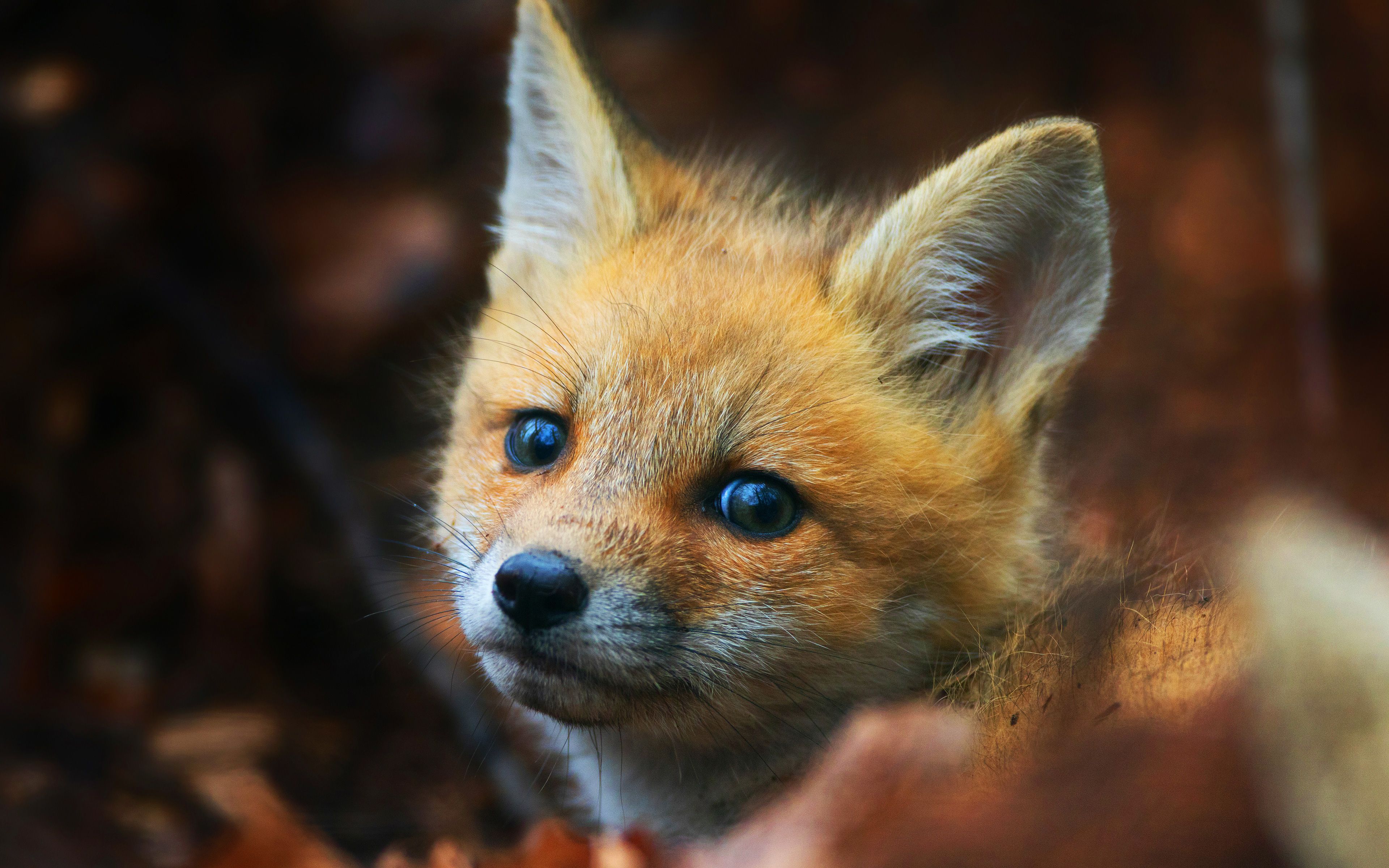 Cucciolo di volpe rossa, 3840x2400 4K, Desktop 4K