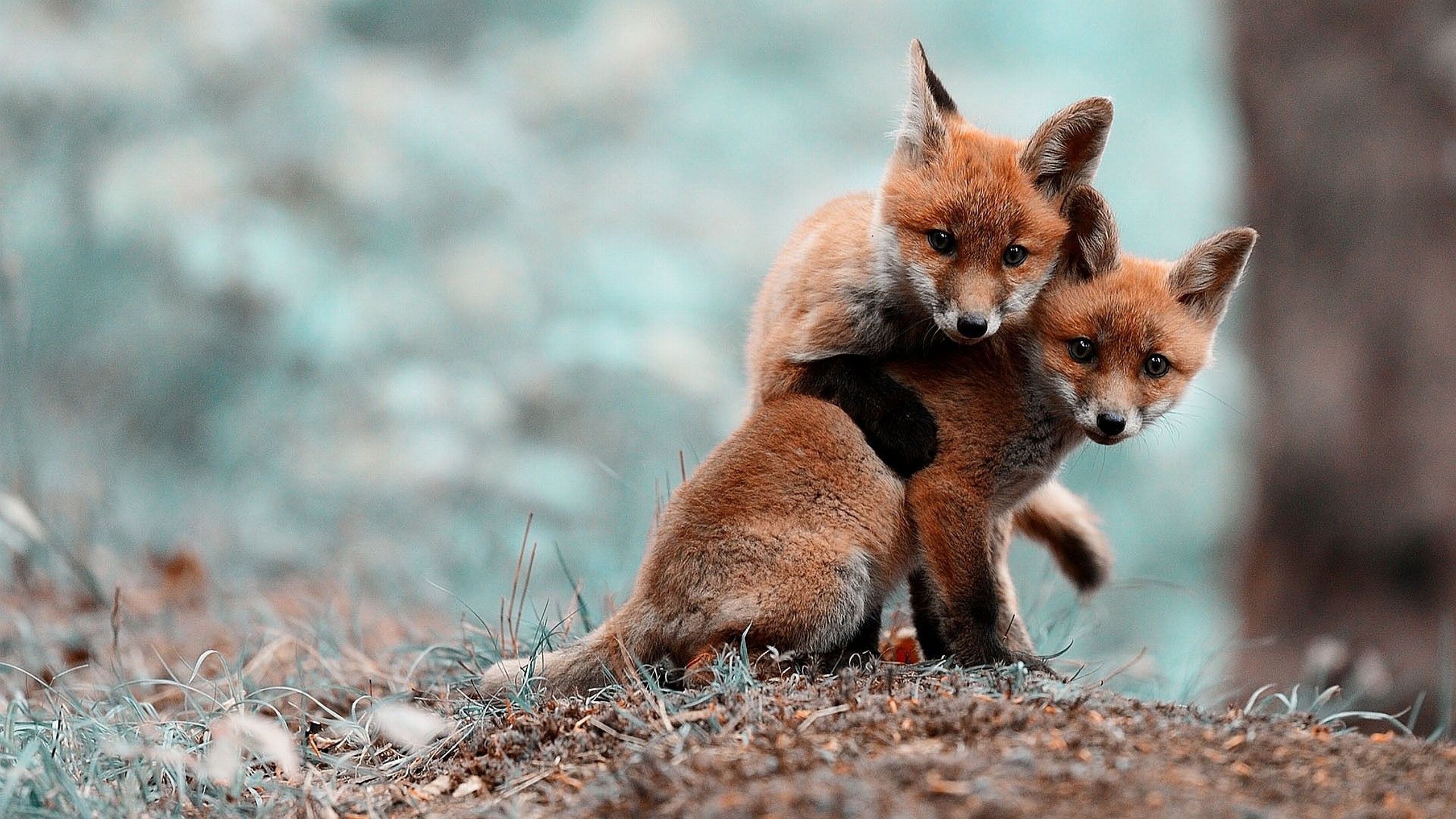 Cuccioli di volpe rossa, 2560x1440 2K QHD, PC