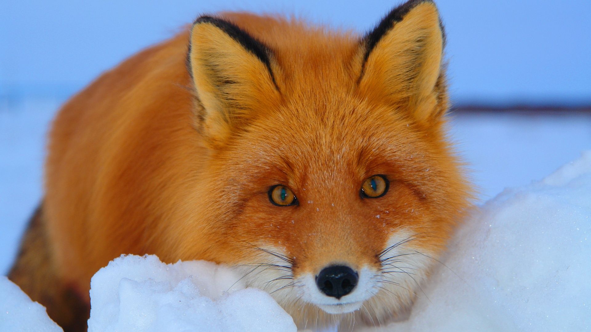 Volpe rossa nella neve, 1920x1080 Full HD, PC Desktop