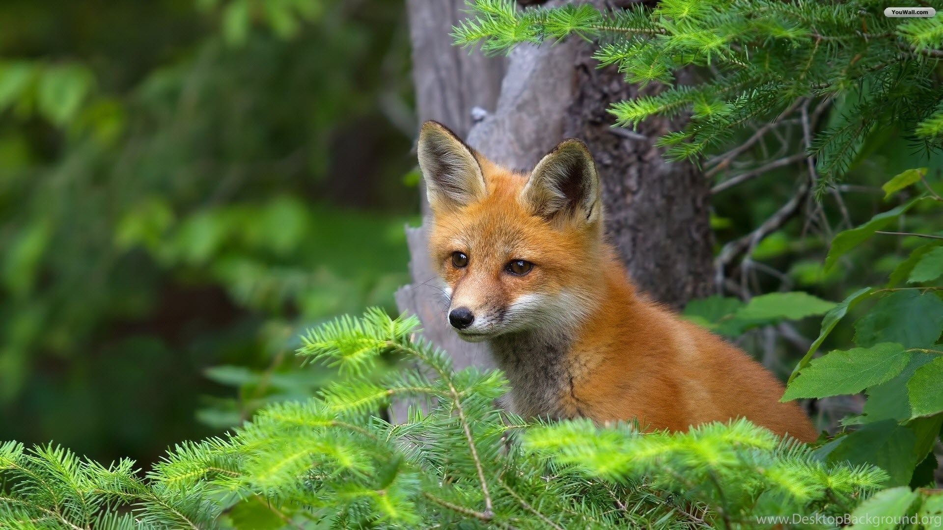 Volpe rossa nel bosco, 1920x1080 Full HD 1080p, PC