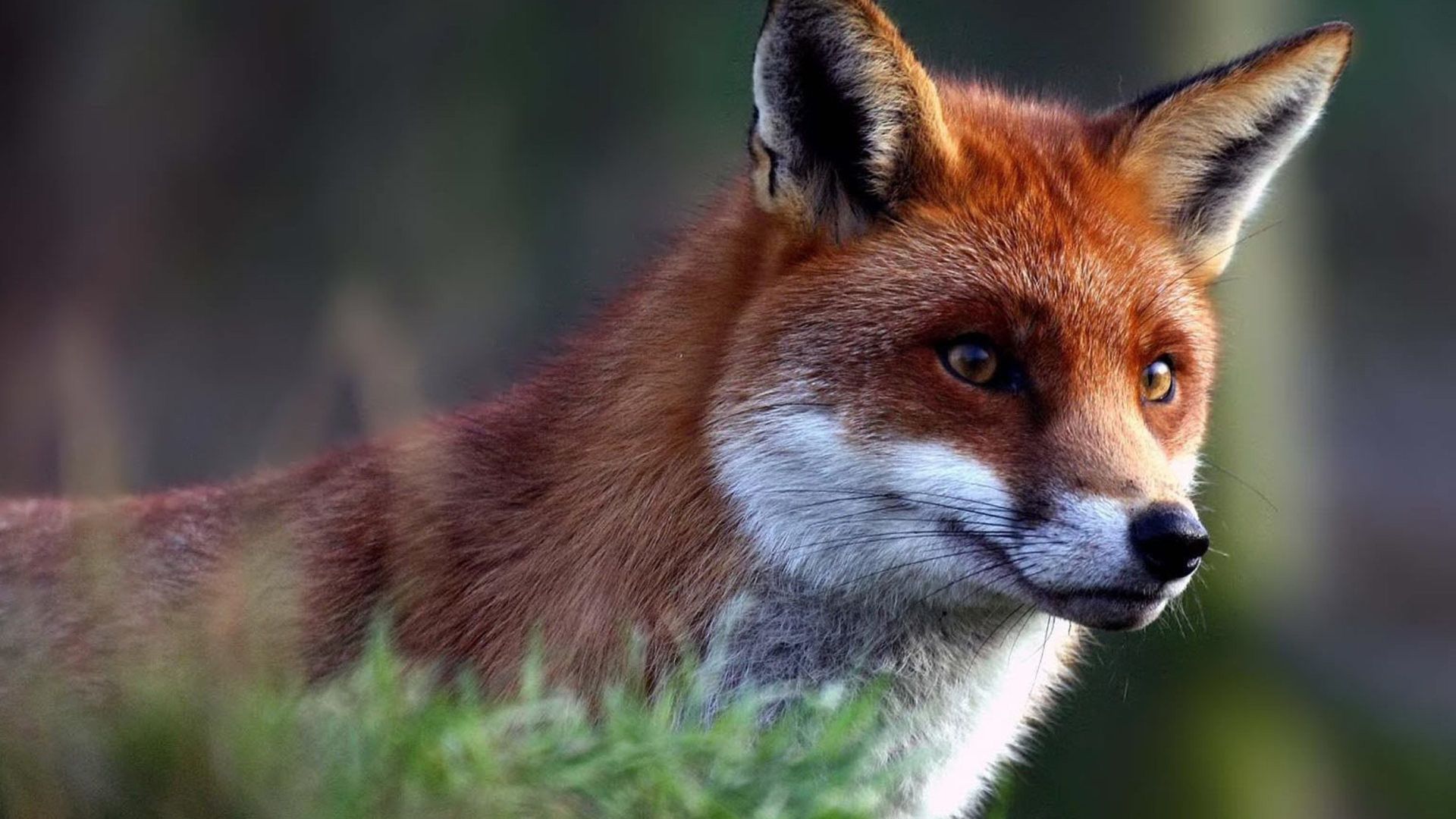 Volpe rossa primo piano, 1920x1080 Full HD 1080p, PC Desktop