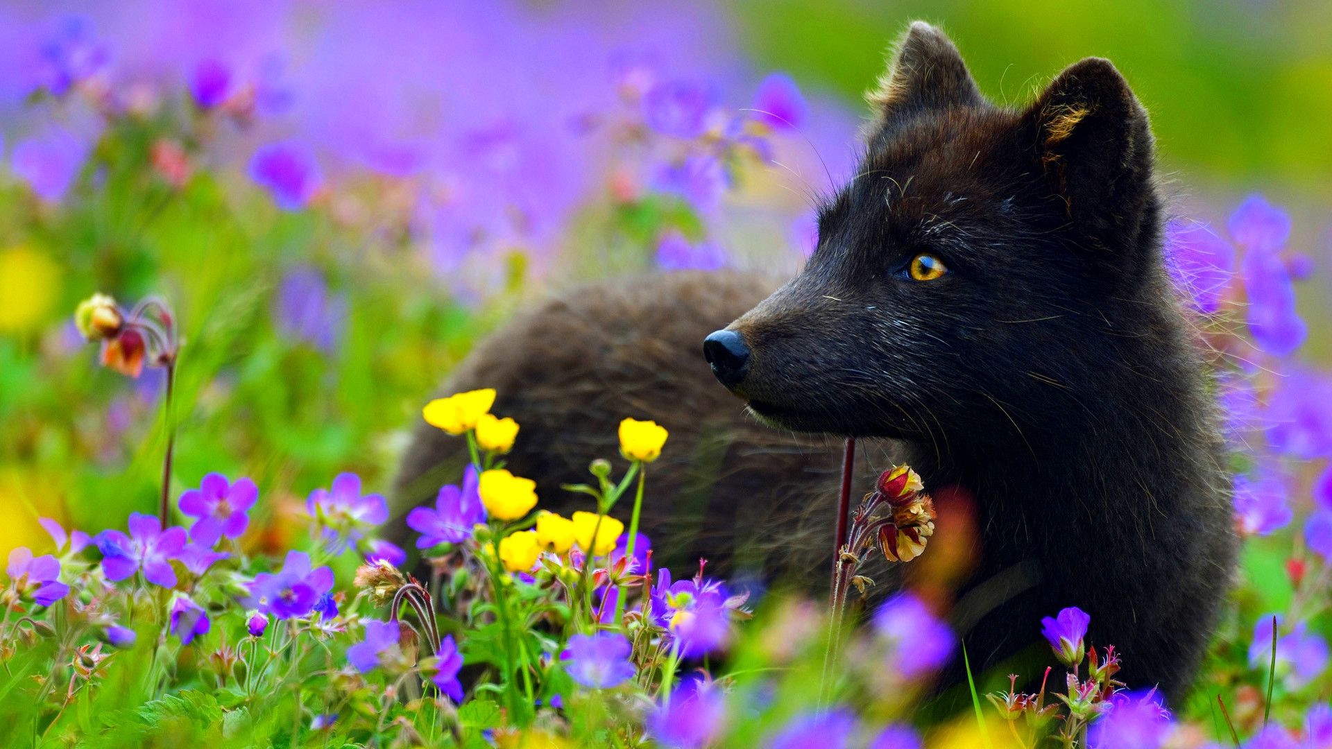 Volpe nera tra fiori viola, 1920x1080 Full HD, Desktop
