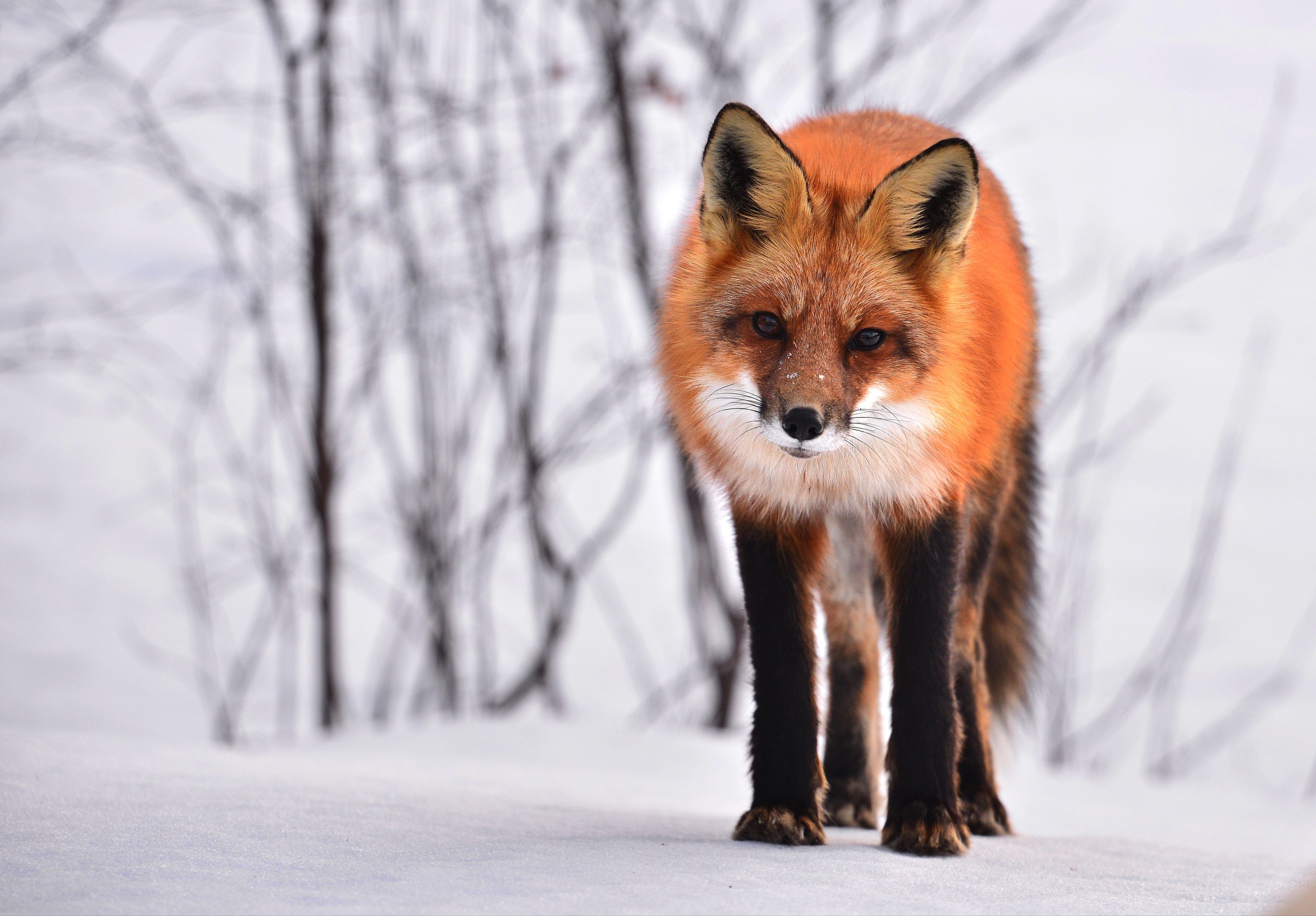Volpe rossa nella neve, 3840x2673 4K Ultra HD, Monitor 4K