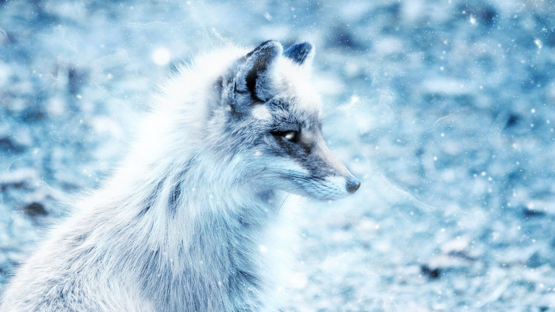 Volpe rossa nell'erba, 1024x768 HD, Laptop