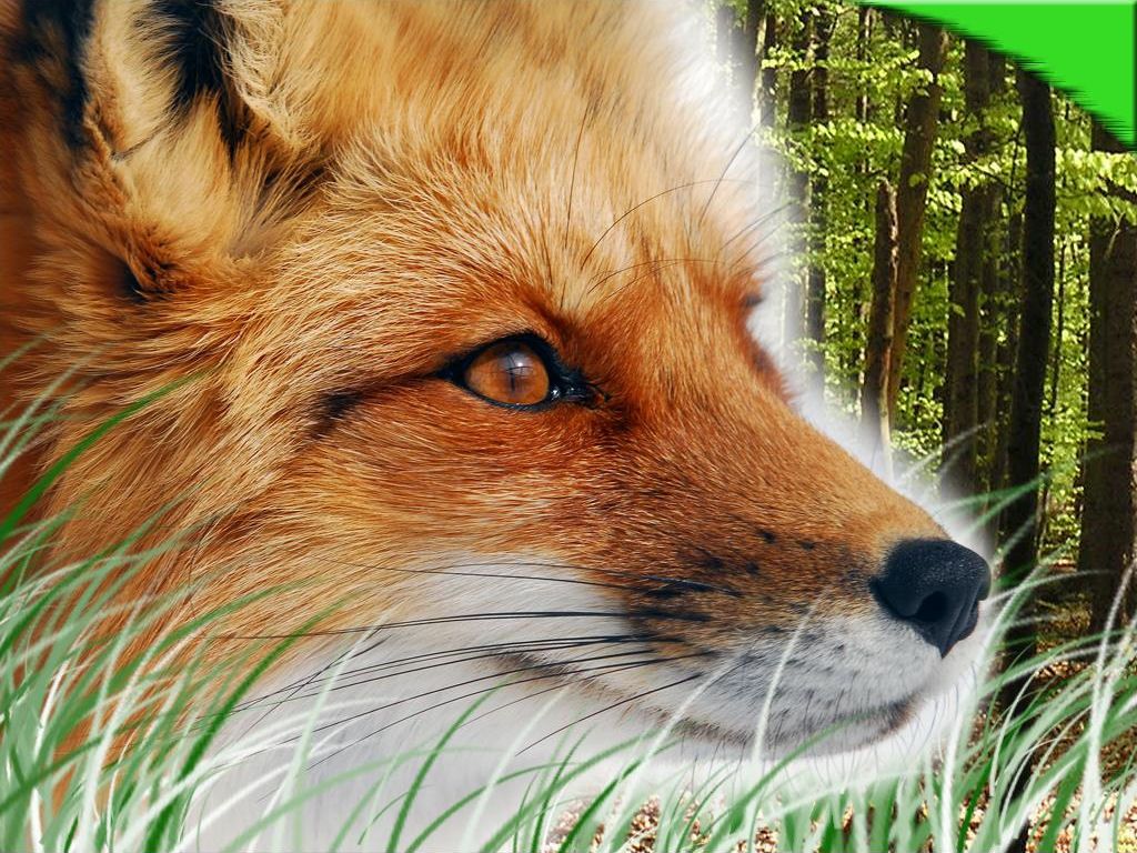 Logo Fox Racing verde, abbigliamento, 1920x1200 WUXGA, PC
