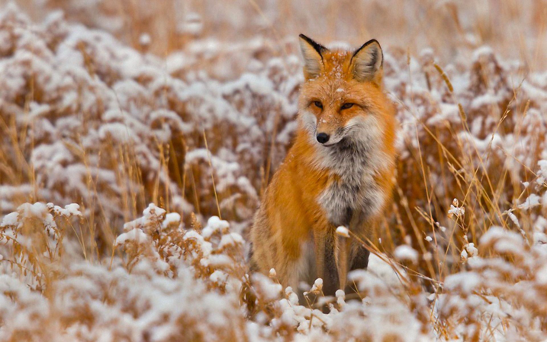 Cucciolo di volpe rossa, 1024x768 HD, Desktop