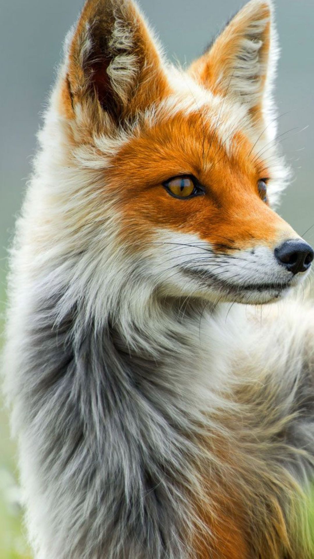 Due cuccioli di volpe, 1920x1200 Full HD+ WUXGA, Laptop
