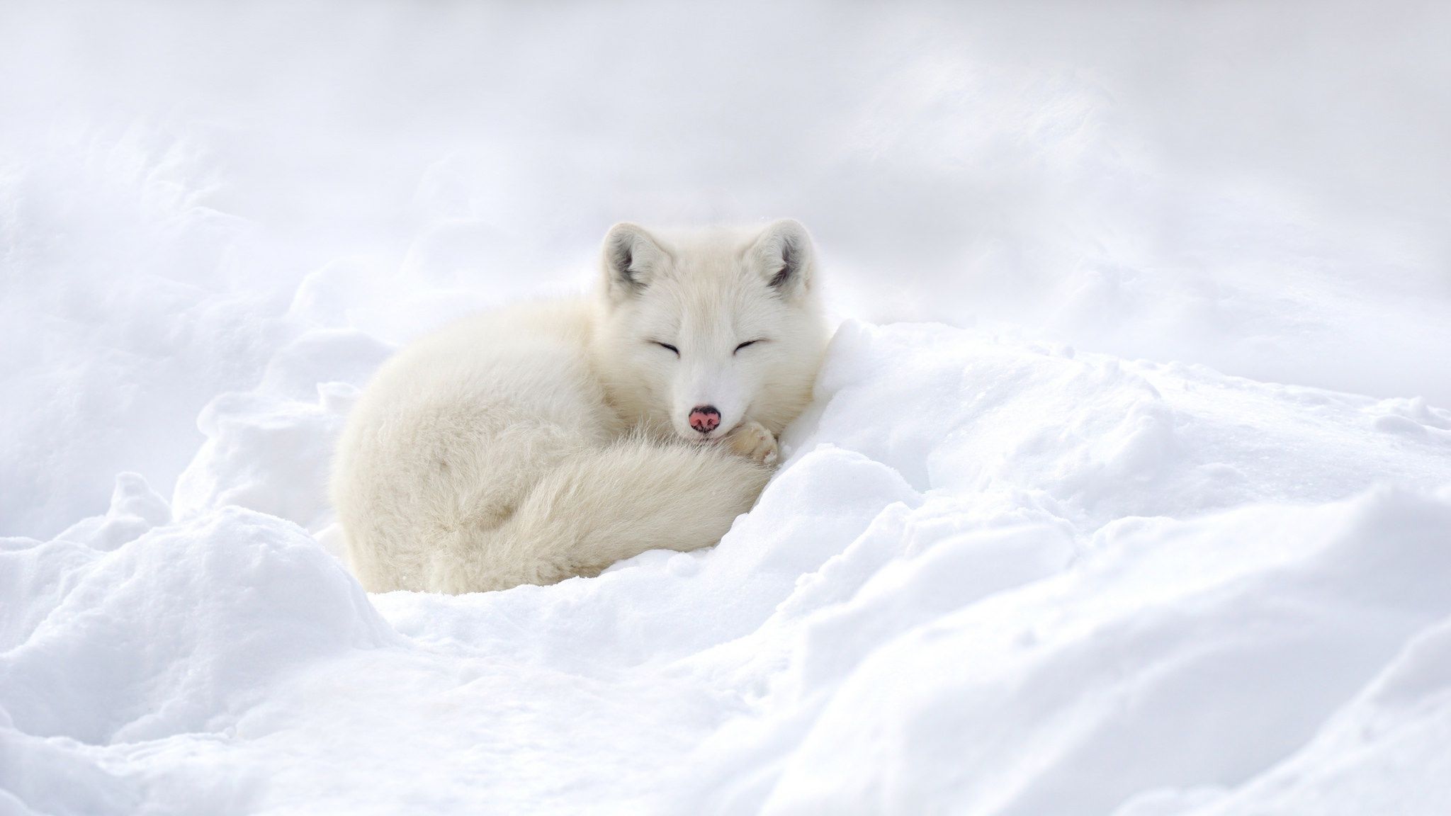 Volpe artica bianca neve, 2048x1152 Hi-Res, iMac