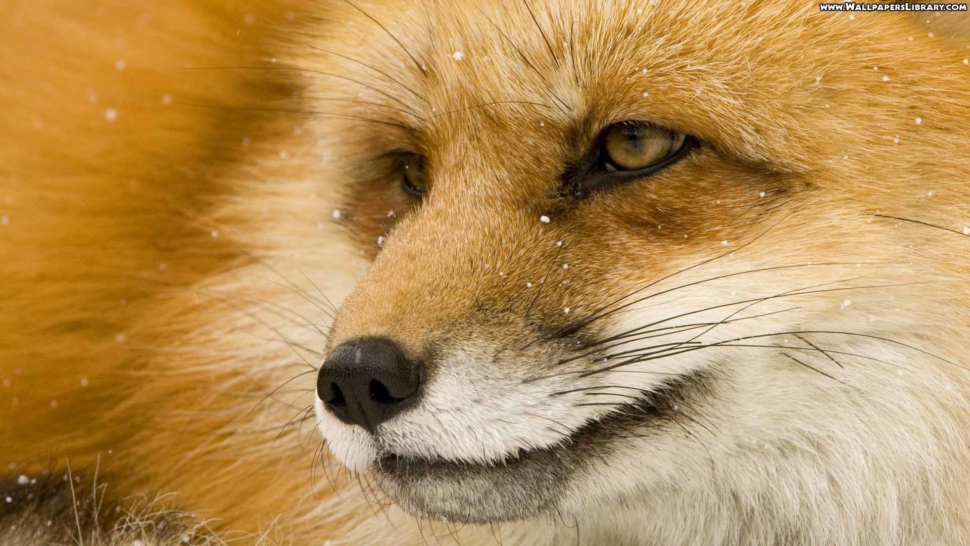 Primo piano volpe rossa, 1920x1080 1080p, PC