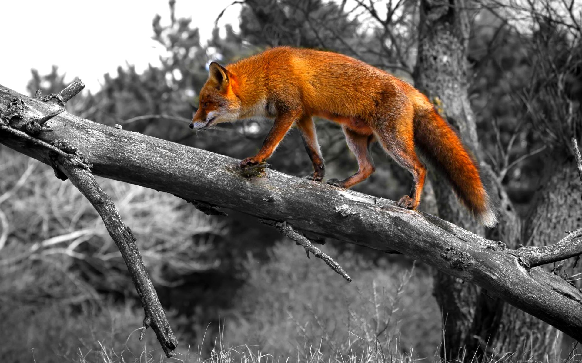 Volpe rossa su ramo, 1920x1200 Full HD+ WUXGA, Desktop