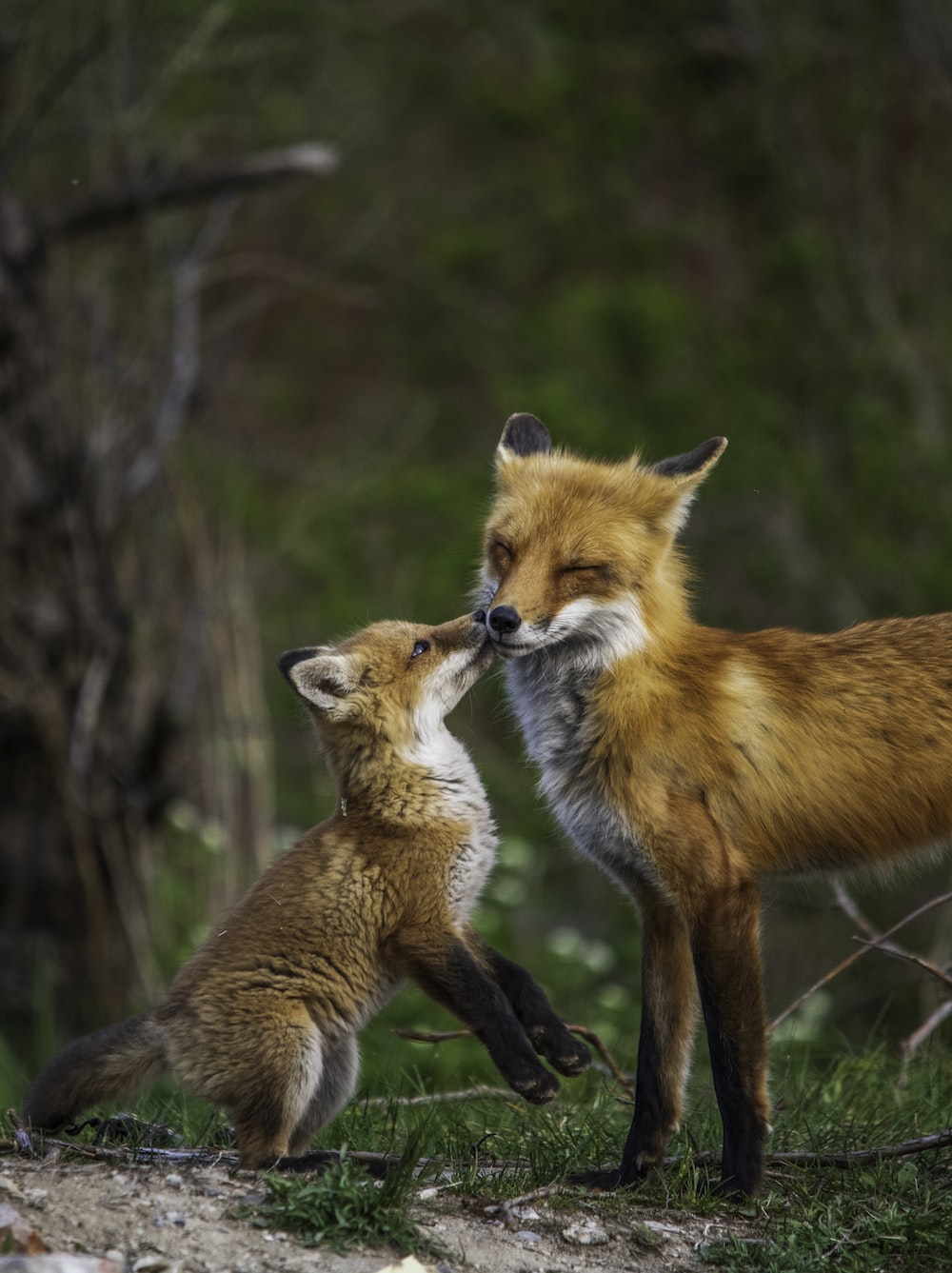 Volpe adulta e cucciolo, 1000x1337 Full HD Verticale, Smartphone
