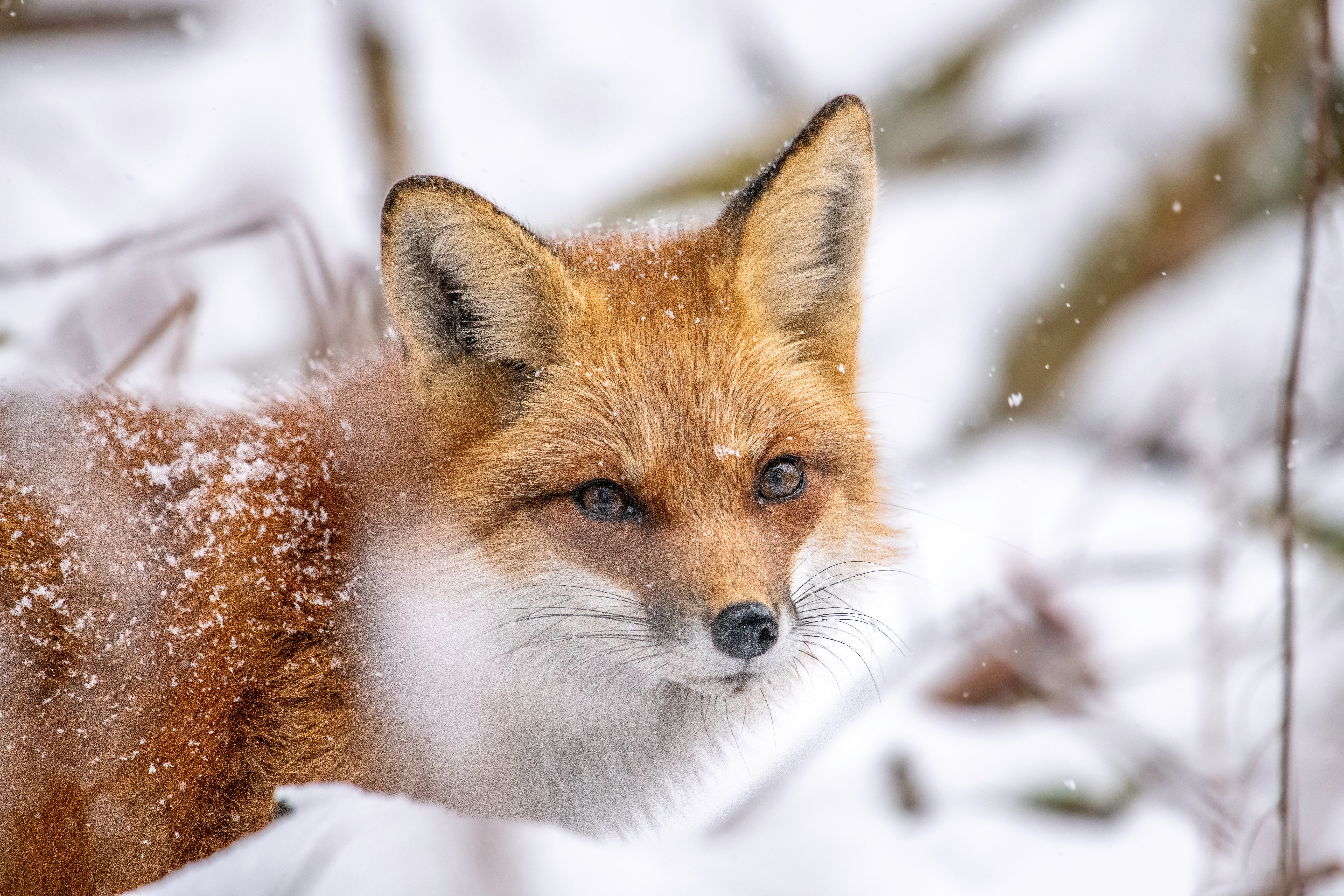 Volpe rossa nella neve, 8256x5504 4K Ultra HD, Monitor 4K