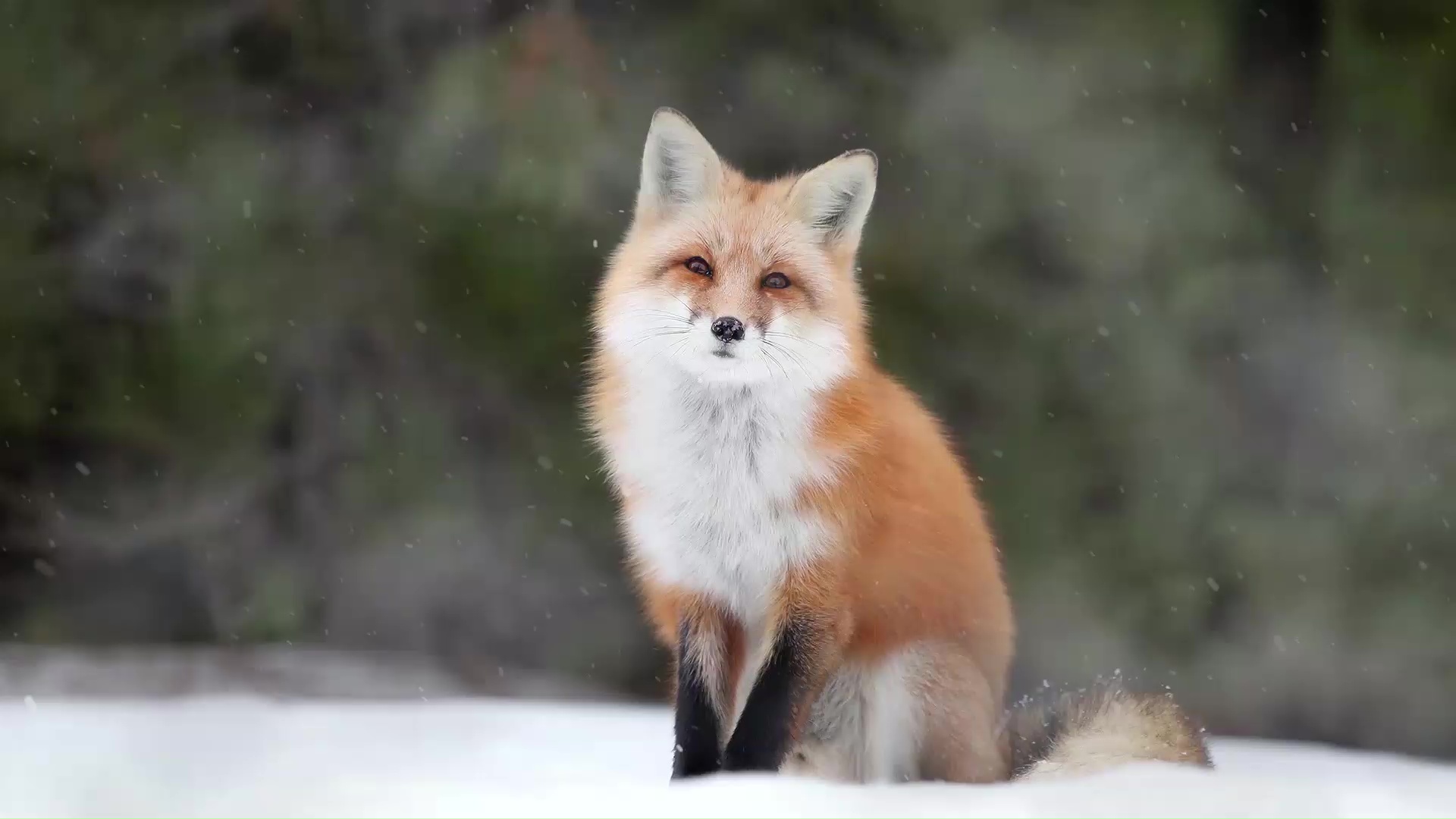 Volpe rossa nella neve, 1920x1080 Full HD 1080p, PC Desktop