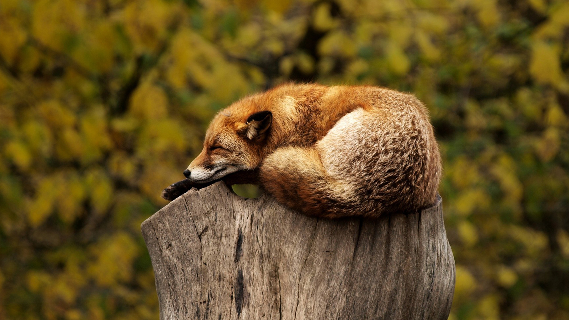 Volpe addormentata su ceppo, 1920x1080 Full HD, PC