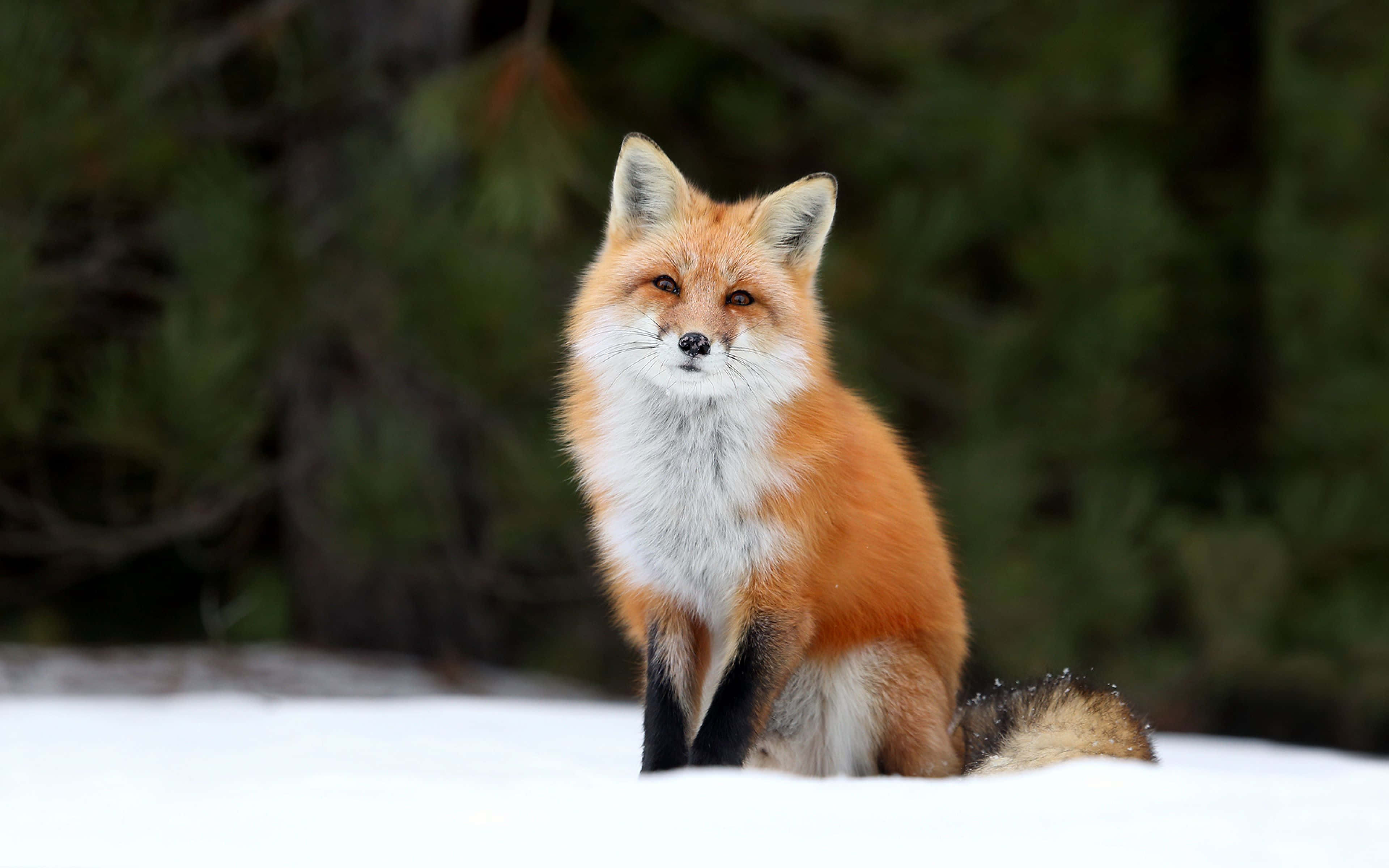 Volpe rossa nella neve, 3840x2400 Ultra HD, 4K TV