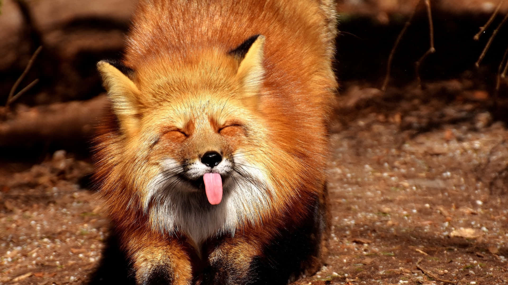 Volpe rossa lingua fuori, 1920x1080 Full HD 1080p, PC Desktop