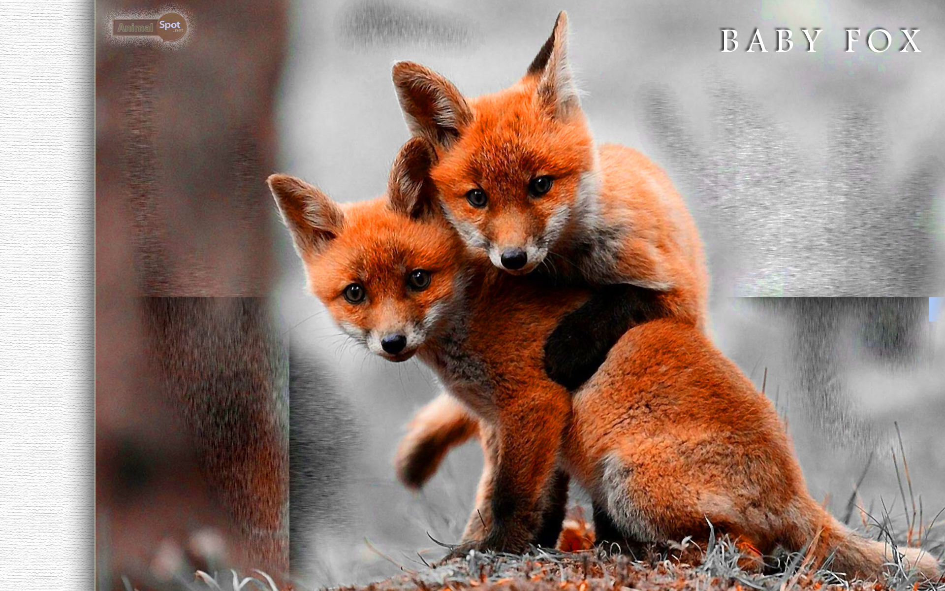 Cuccioli di volpe rossa, 1920x1200 Full HD+, Desktop