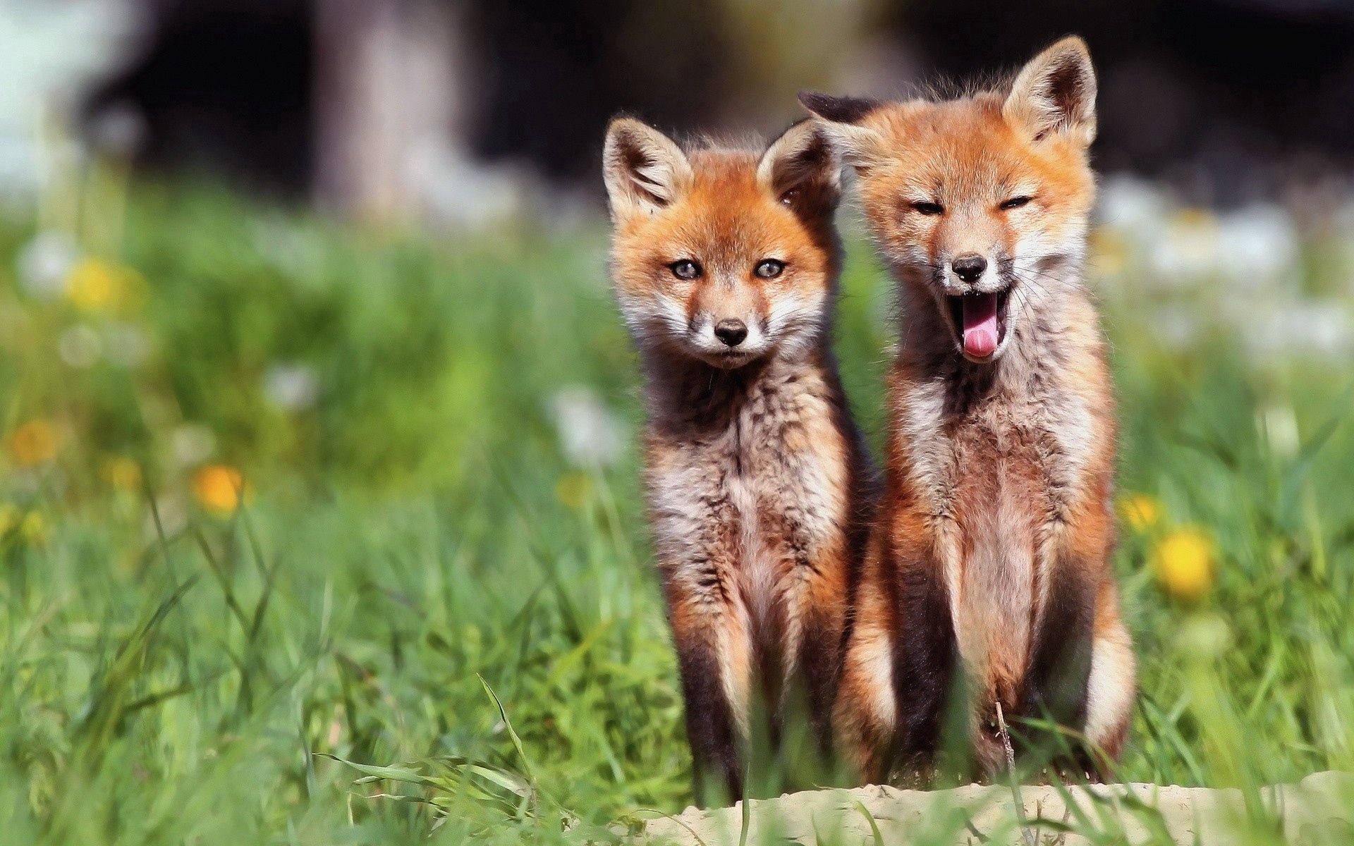 Due cuccioli di volpe, 1920x1200 Full HD+, Desktop