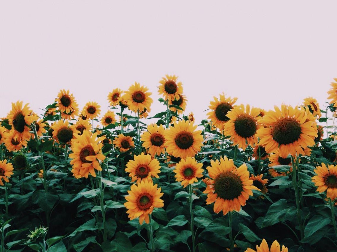 Campo di girasoli, 1136x852 HD, PC Desktop