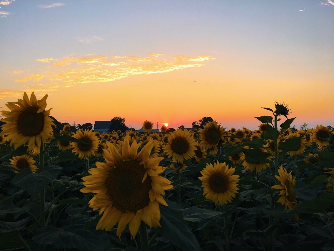 Campo di girasoli al tramonto, 1136x852 HD, PC Desktop