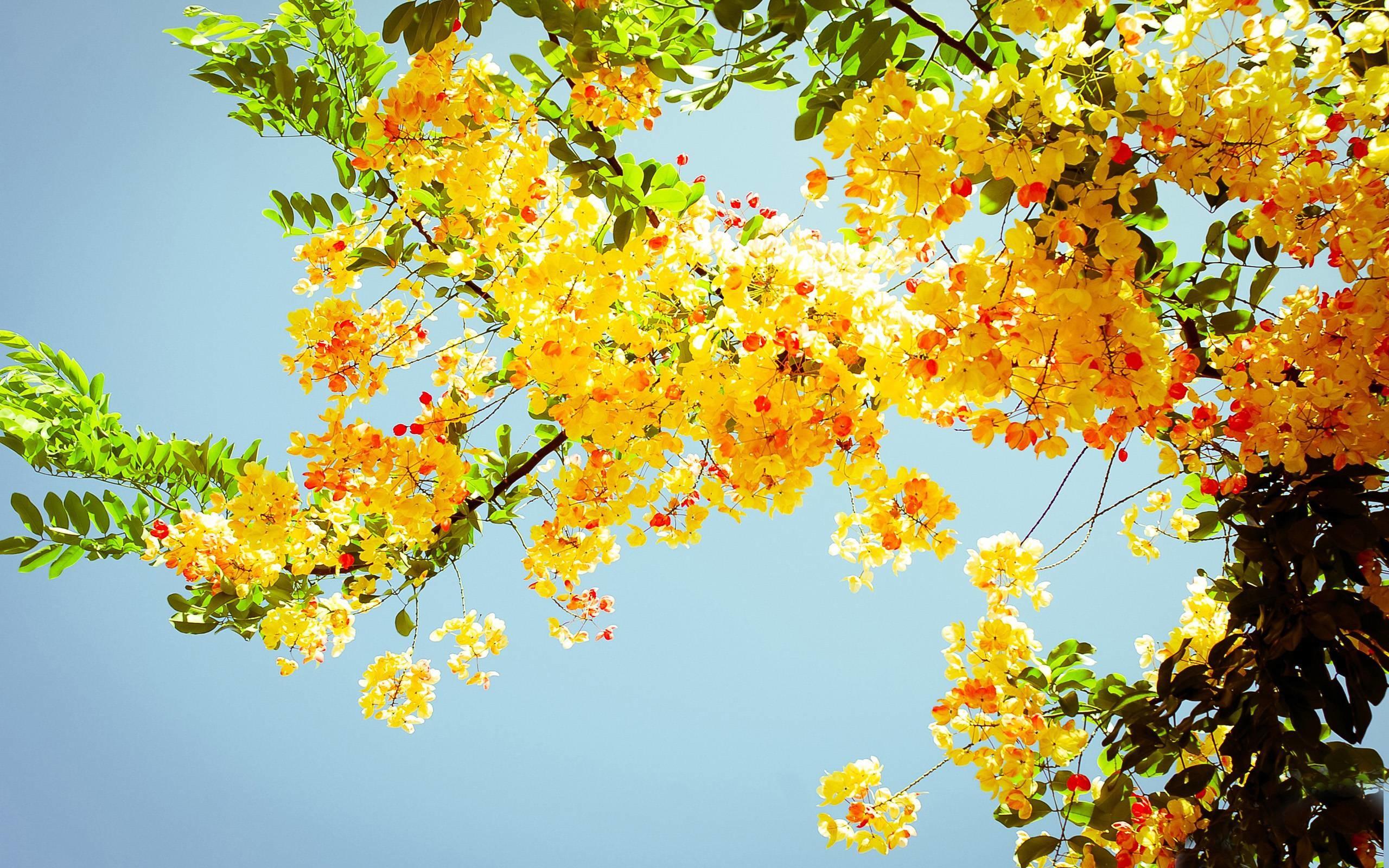 Fiori gialli albero cielo, 2560x1600 2K, Desktop