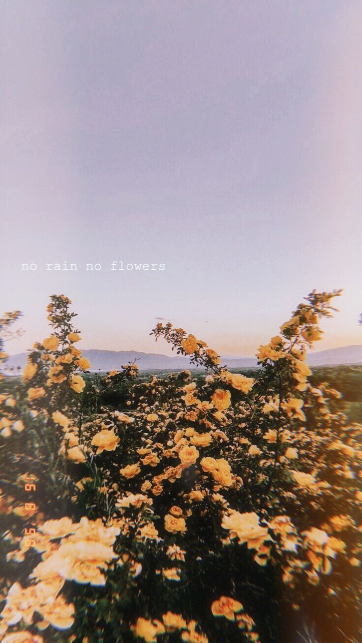 fiori gialli tramonto campo, 736x1308 Full HD Verticale, iPhone