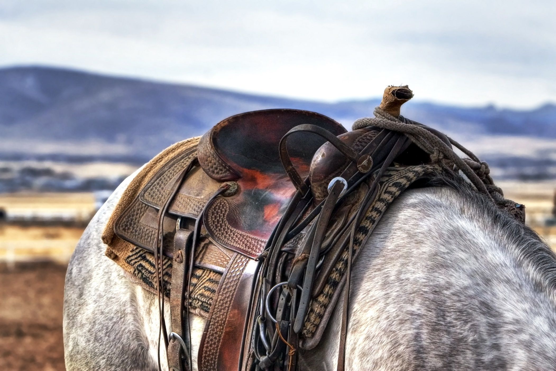 Sella western su cavallo grigio, 2103x1402 Hi-Res, iMac