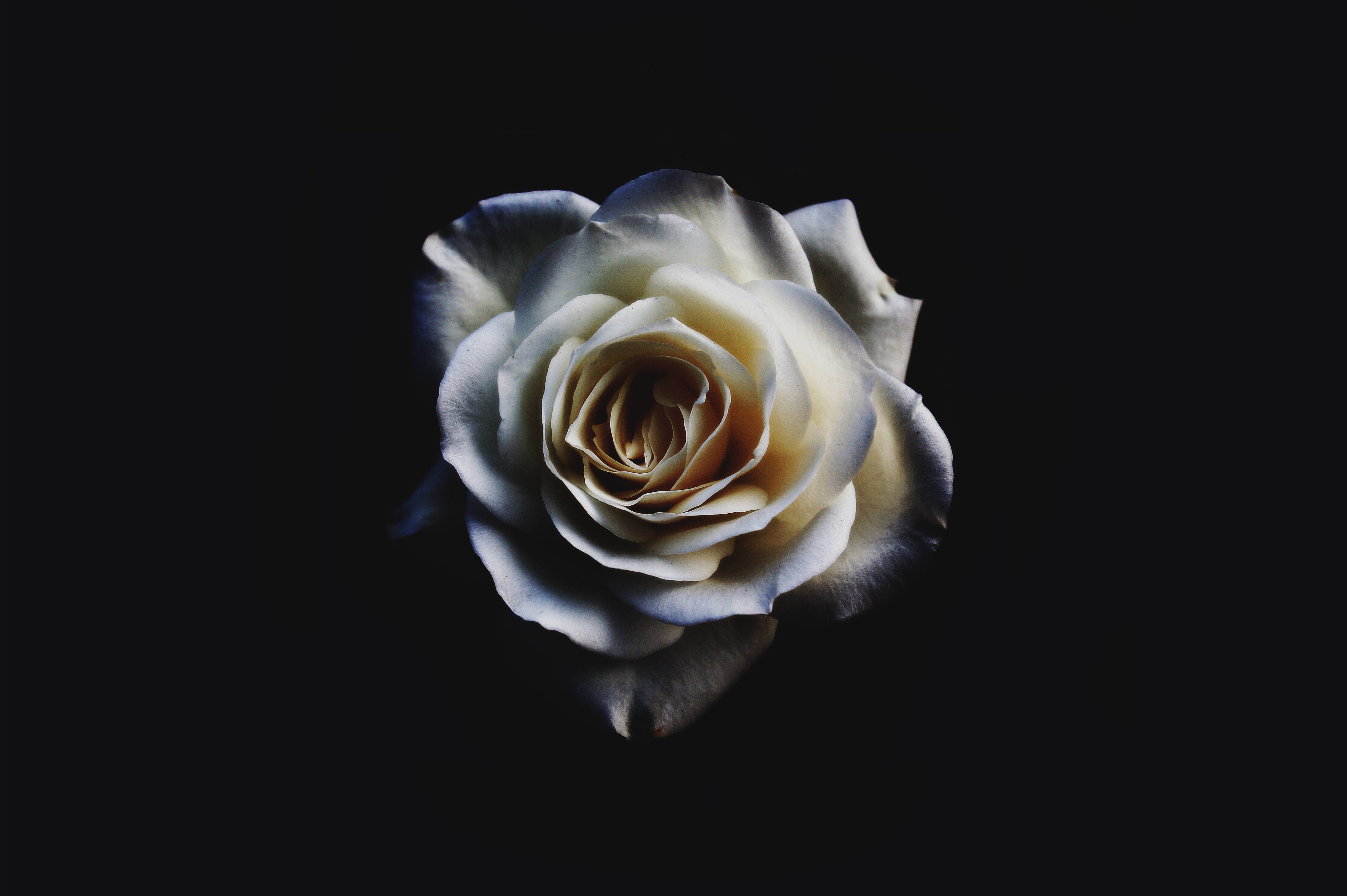 Rosa bianca su nero, 5456x3632 4K, Desktop 4K
