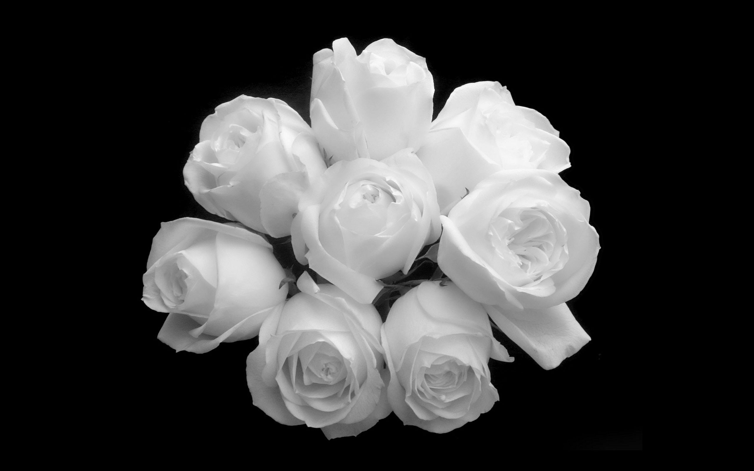 Mazzo di rose bianche, 2560x1600 WQXGA, Desktop