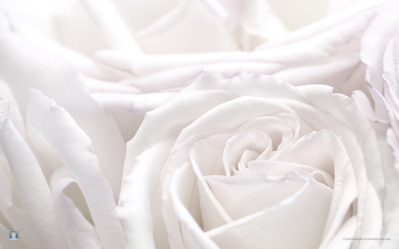 Rose bianche in primo piano, 1600x1000 HD Ready, PC