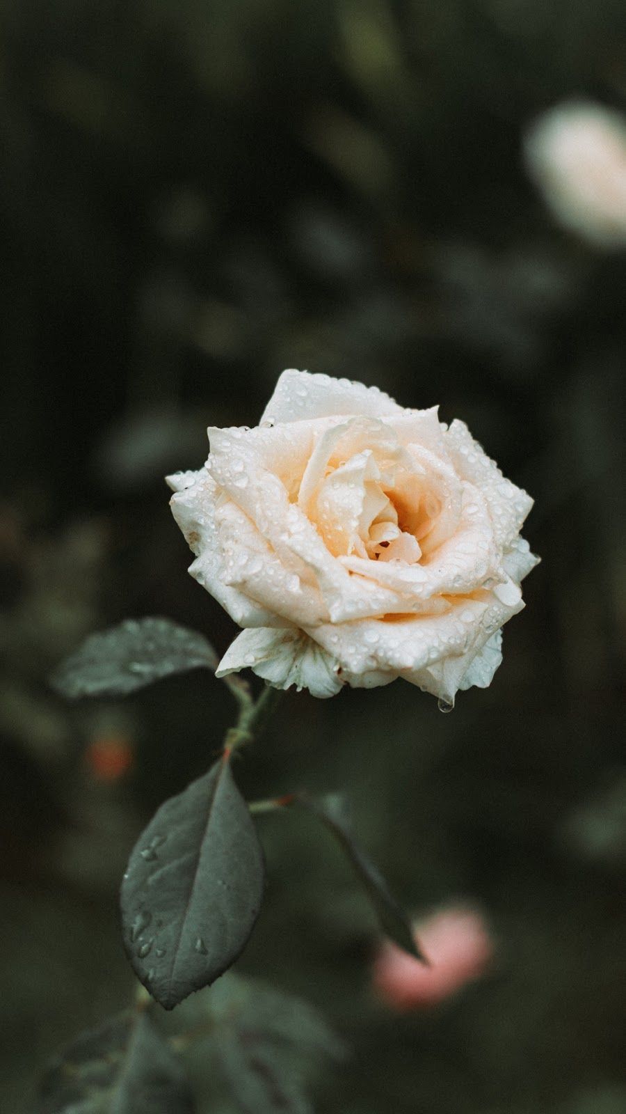 Rosa bianca con gocce d'acqua, 900x1600 Verticale, Mobile
