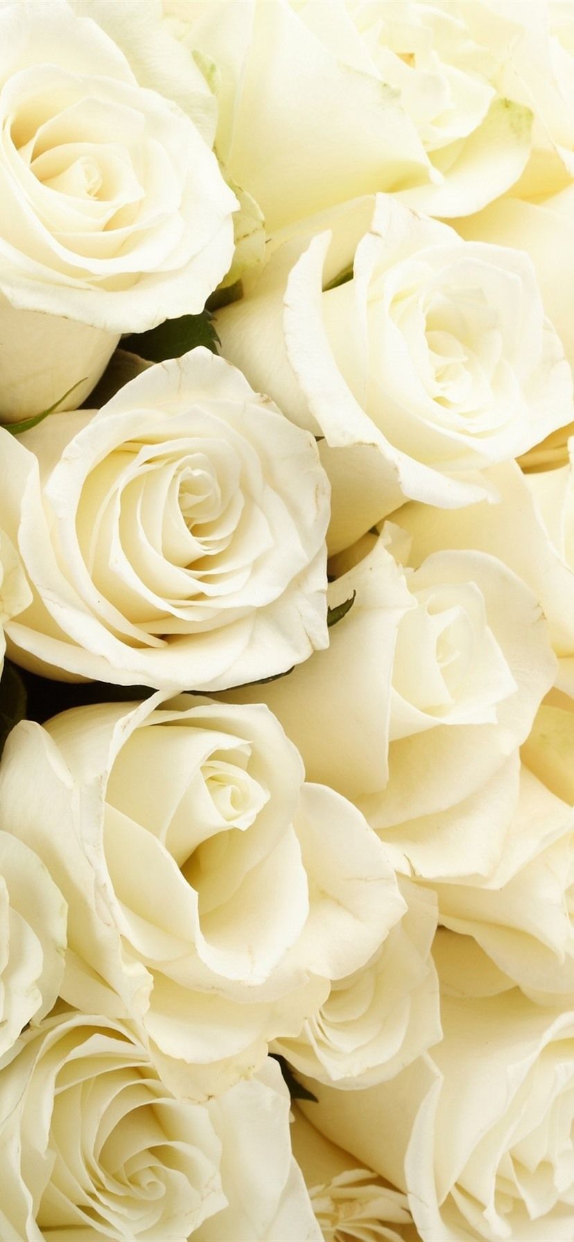 Bouquet di rose bianche, 828x1792 Full HD Verticale, iPhone