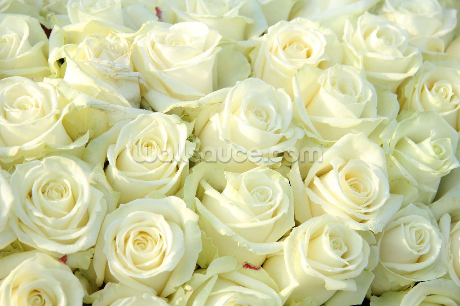 Rose bianche ravvicinate, 1600x1067 900p, Laptop