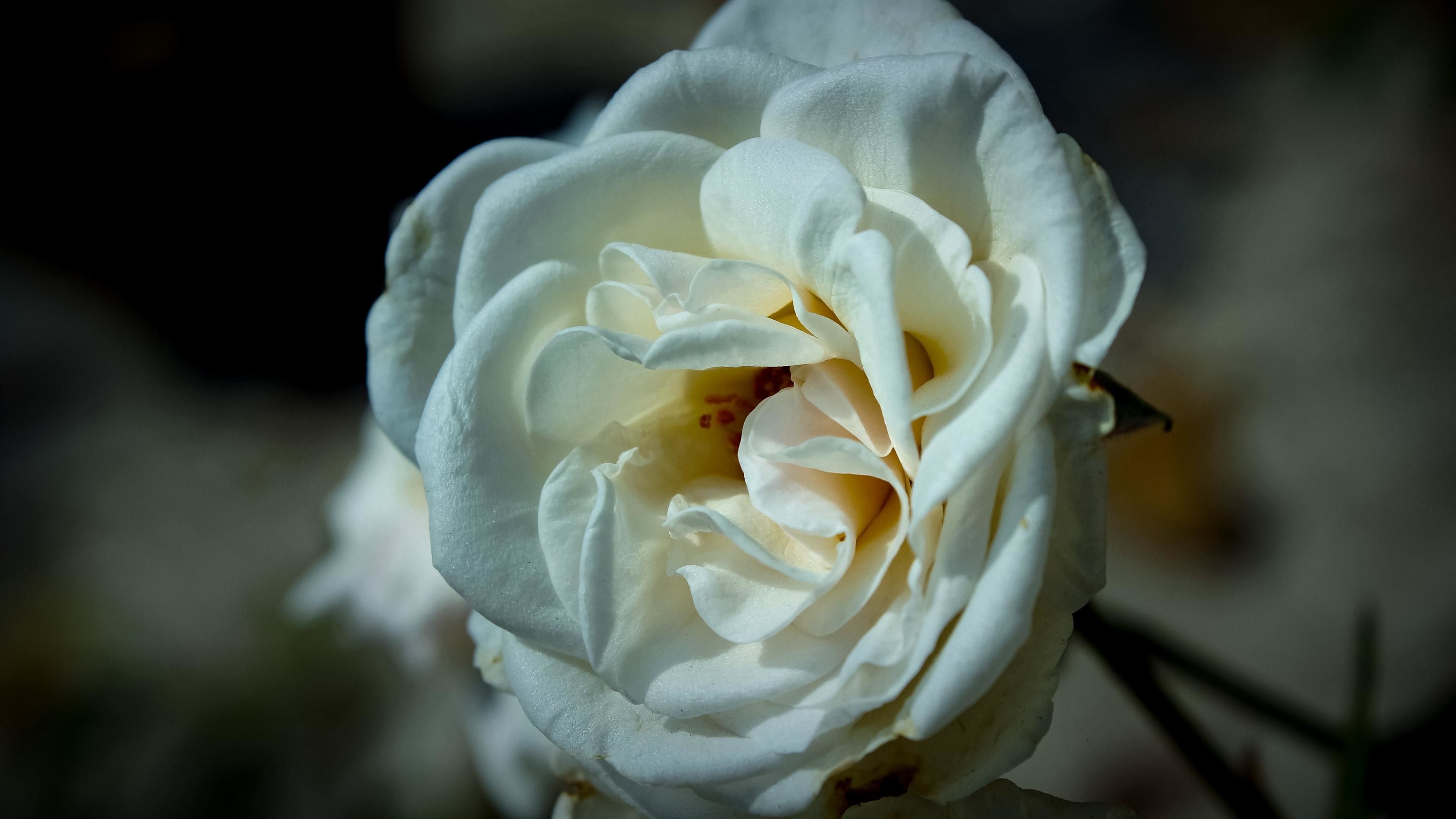 Rosa bianca sfondo scuro, 3840x2160 UHD, Monitor 4K