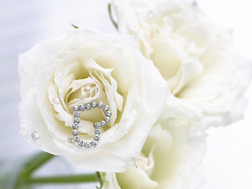 Rose bianche con anelli diamante, 1024x768 HD, Desktop