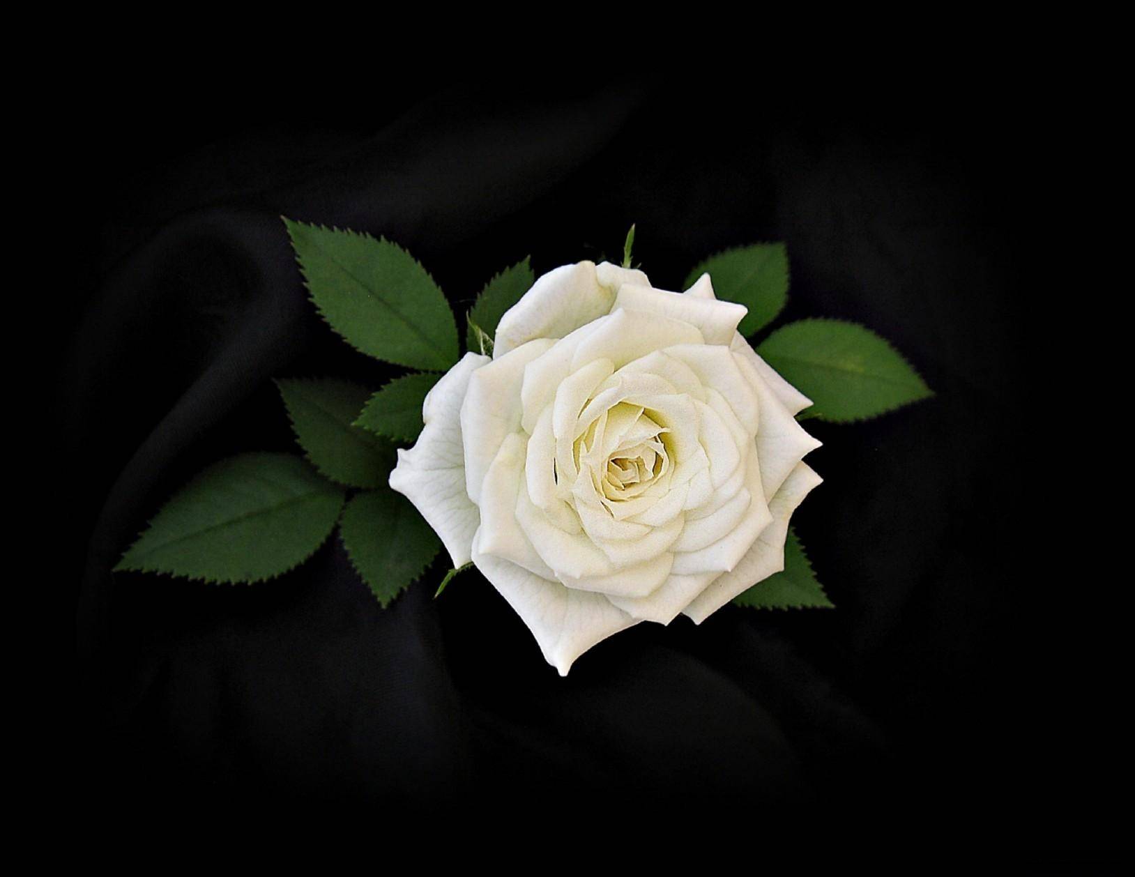 Rosa bianca su nero, 1628x1258 900p, Desktop
