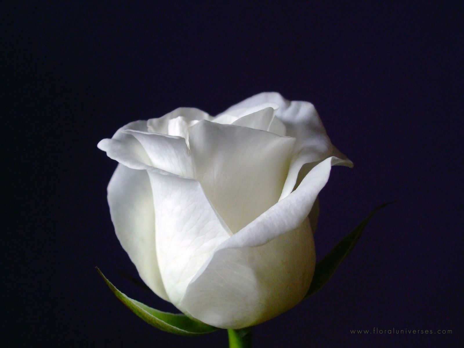 Rosa bianca su sfondo scuro, 1600x1200 900p, PC
