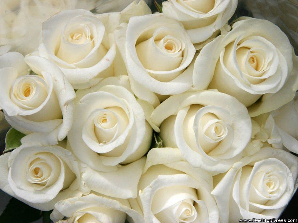 Rose bianche in bouquet, 1024x768 HD, PC Desktop