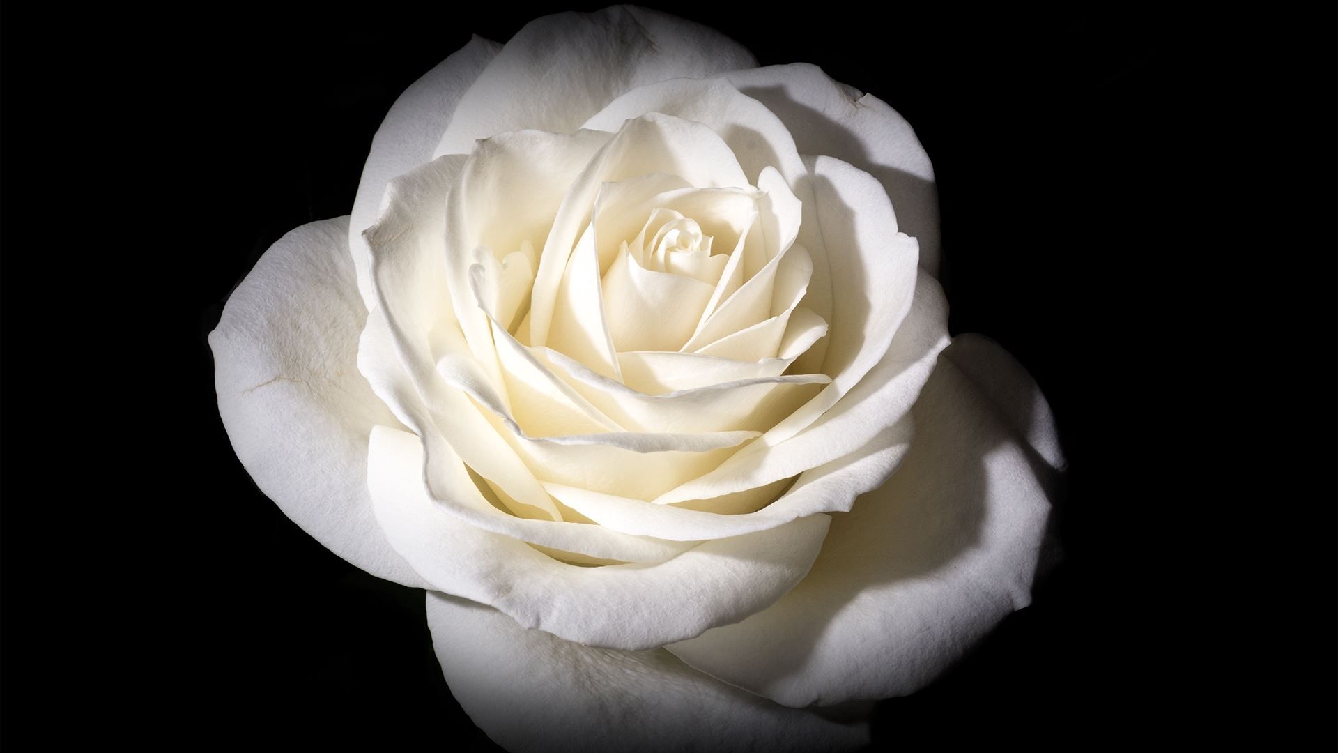 Rosa bianca su nero, 1920x1080 Full HD, PC Desktop