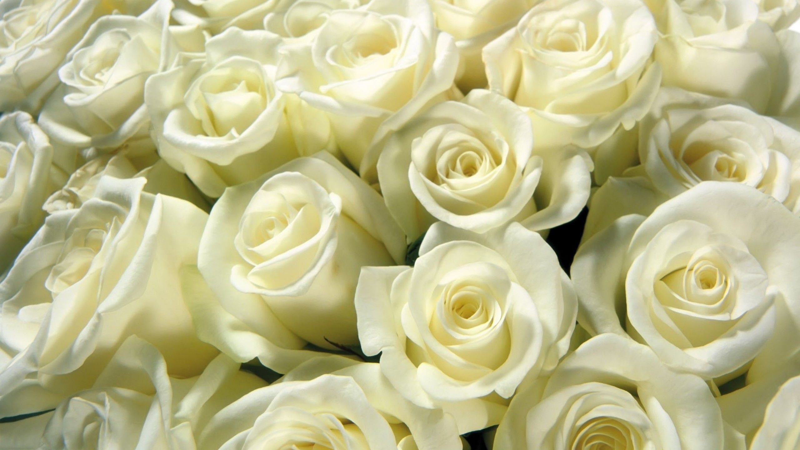 Bouquet di rose bianche, 2560x1440 1440p, Desktop