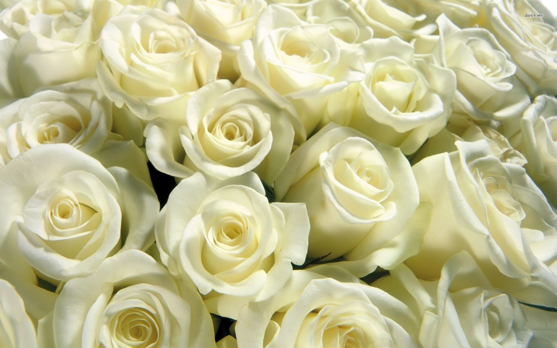 Bouquet di rose bianche, 1920x1200 Full HD+, Desktop