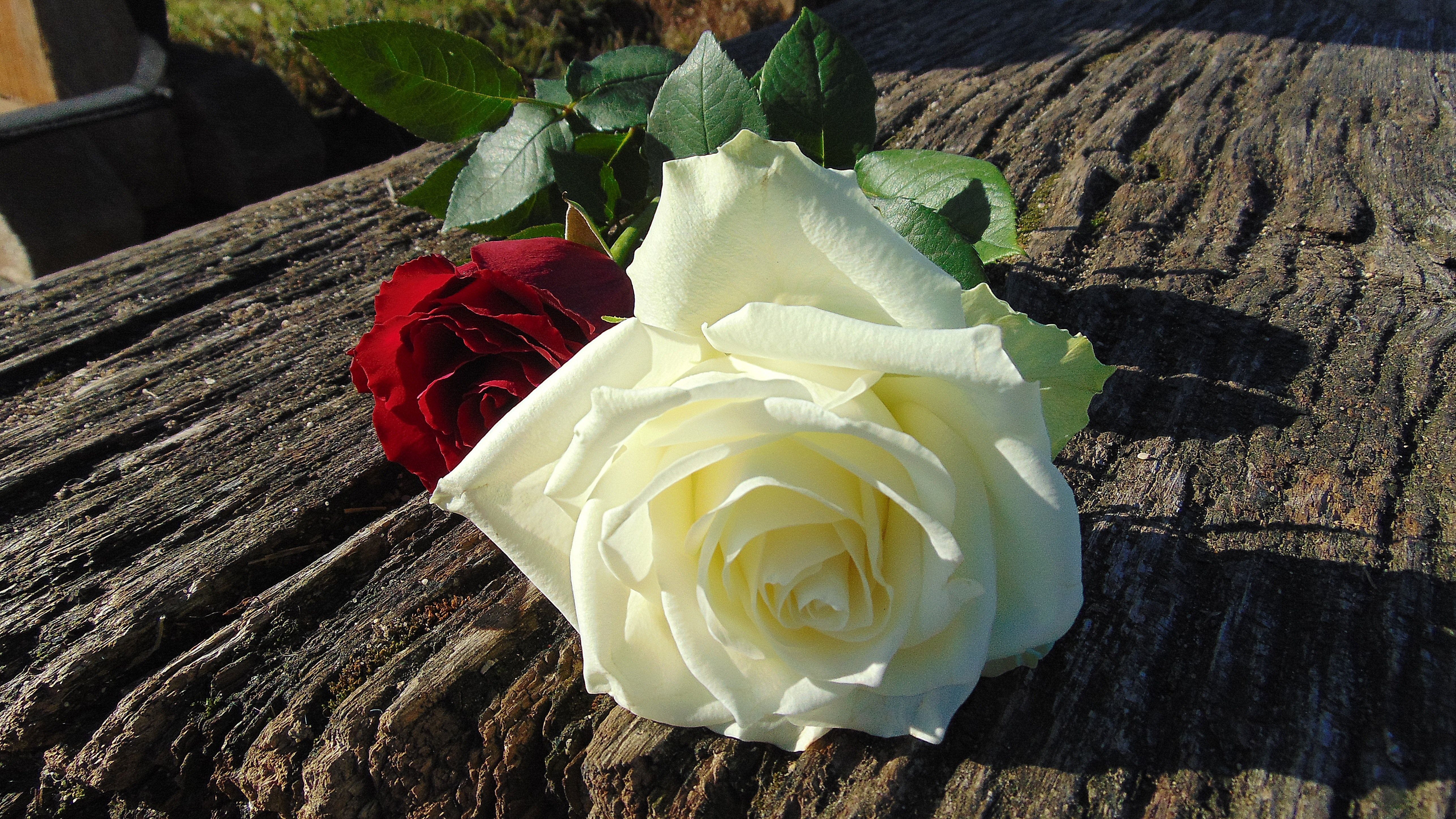 Rosa bianca e rossa, 5144x2894 UHD, PC 4K