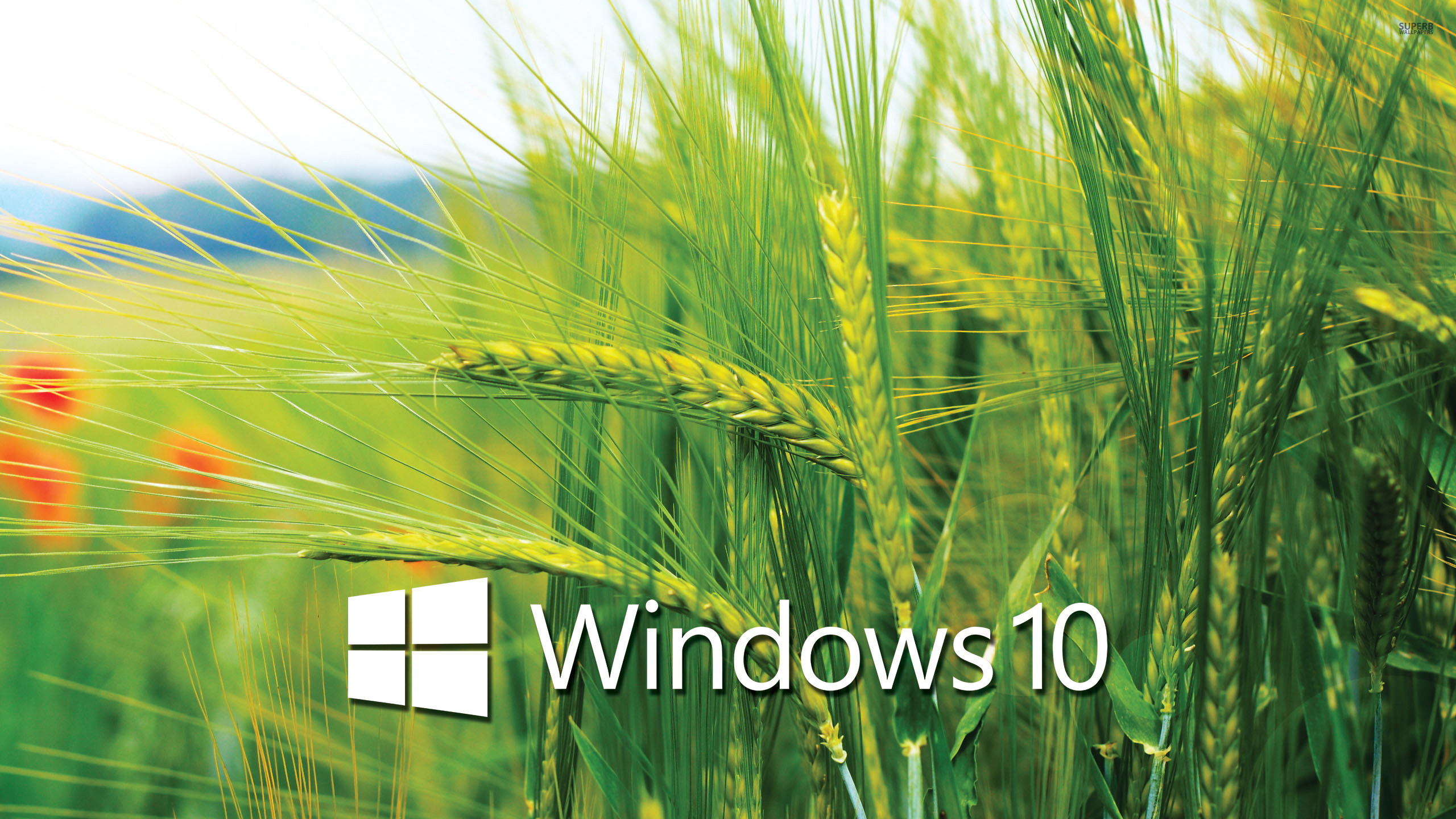 Logo Windows 10 blu, 2560x1600 2K, PC