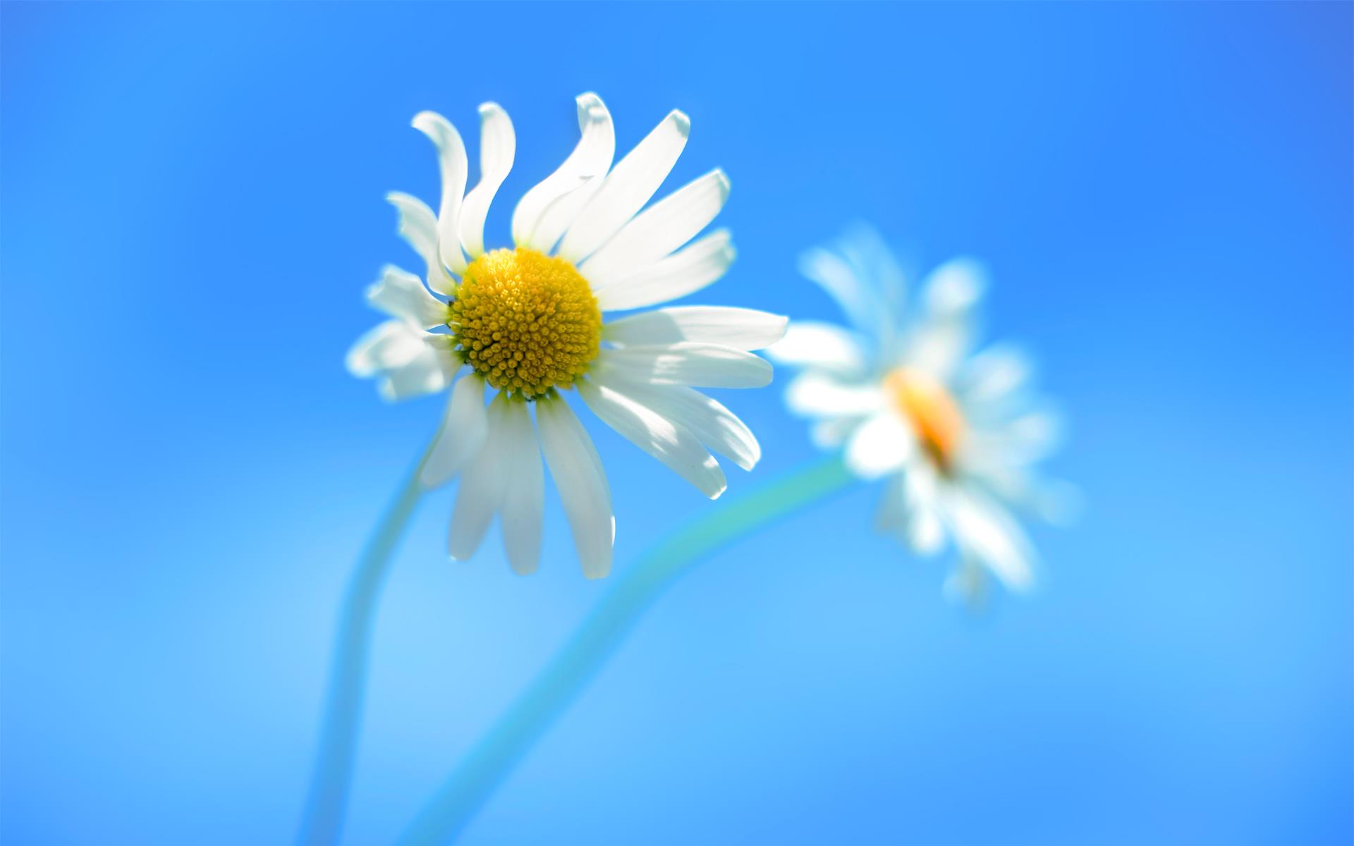 Margherite bianche su sfondo blu, 1920x1200 Full HD+ WUXGA, PC Desktop