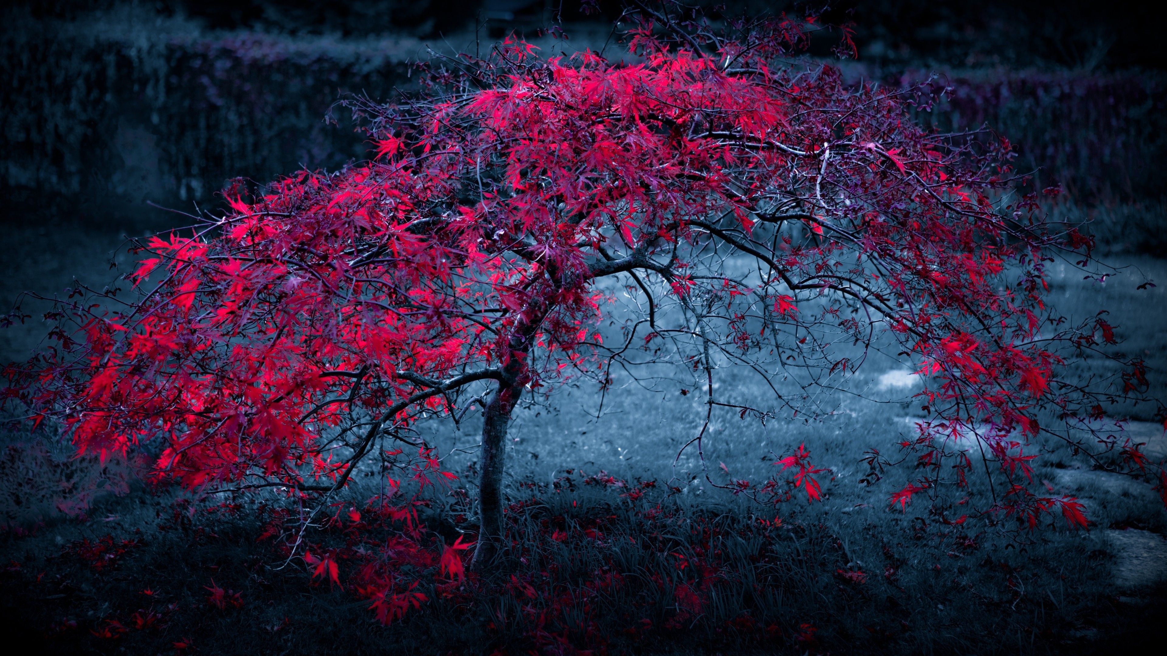 Albero con foglie rosse notturno, 3840x2160 UHD, Monitor Gaming