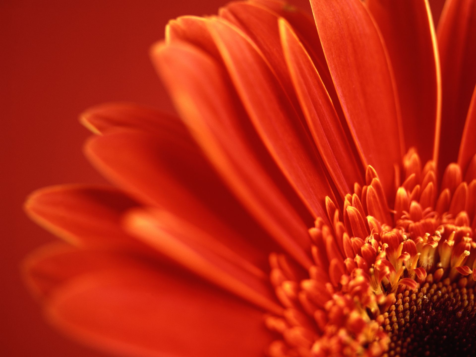 Fiore gerbera arancione macro, 1920x1440 WUXGA, Desktop