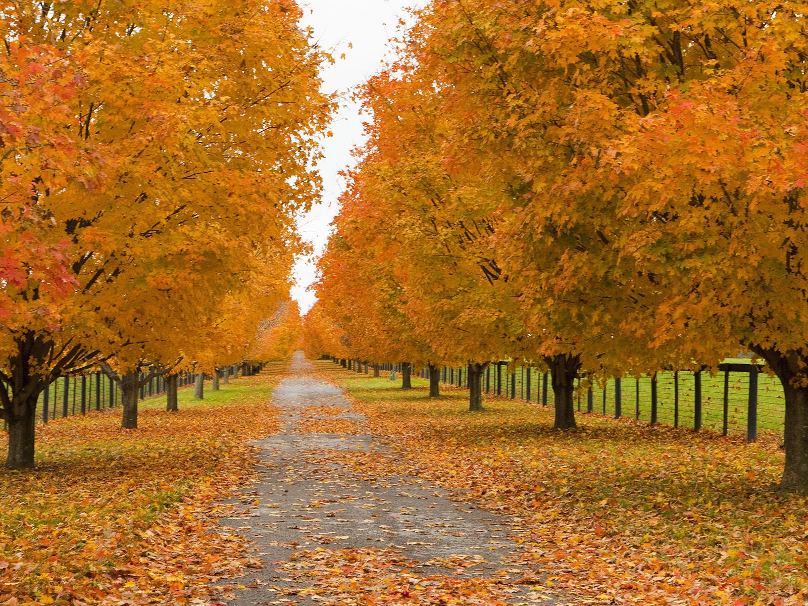 Viale alberato autunno arancione, 1600x1200 900p, Monitor Gaming