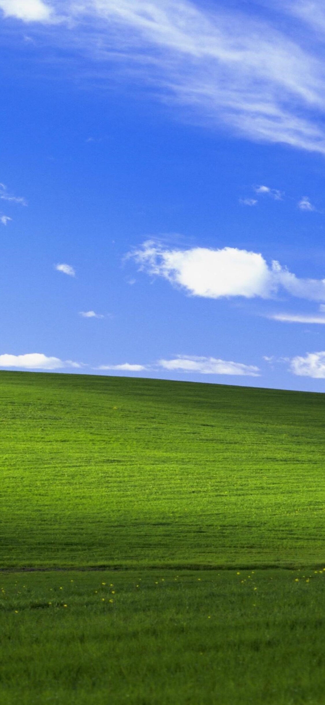 Windows XP Bliss collina verde, sistema operativo Microsoft, 1125x2436 Full HD Verticale, iPhone